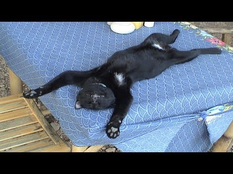 sleeping-cats-and-dogs-compilation---funny-cats-and-dogs-sleeping