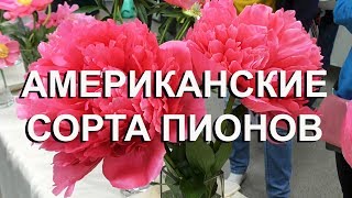 Пионы американской селекции. Выставка пионов. Фестиваль ПИОНЫ СЕВЕРНОЙ СТОЛИЦЫ 2018 Санкт Петербург