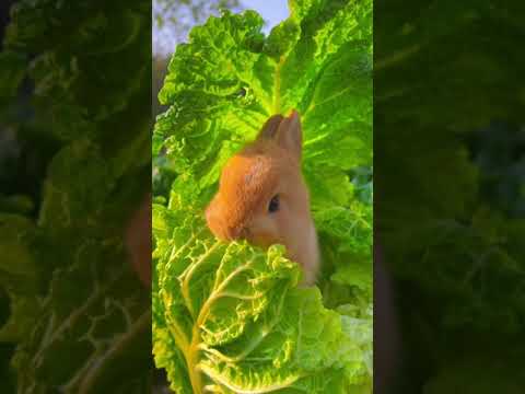 Cute Baby Bunny eating lettuce #Rabbits#Bunnies#eatingvideo#pets