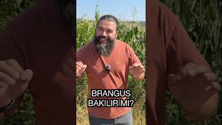 🐂 Brangus Irkını Tanıyalım