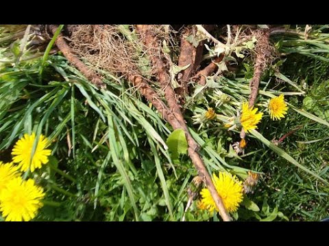 Video: Weeddiere eet blaarslaai: hoe om slak-/slakvrye blaarslaaiplante in die tuin te hê