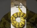 Blackhead Mojave Super Enchi