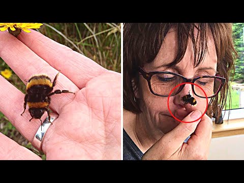 This Woman Rescued A Bumblebee Queen And Now They're Inseparable