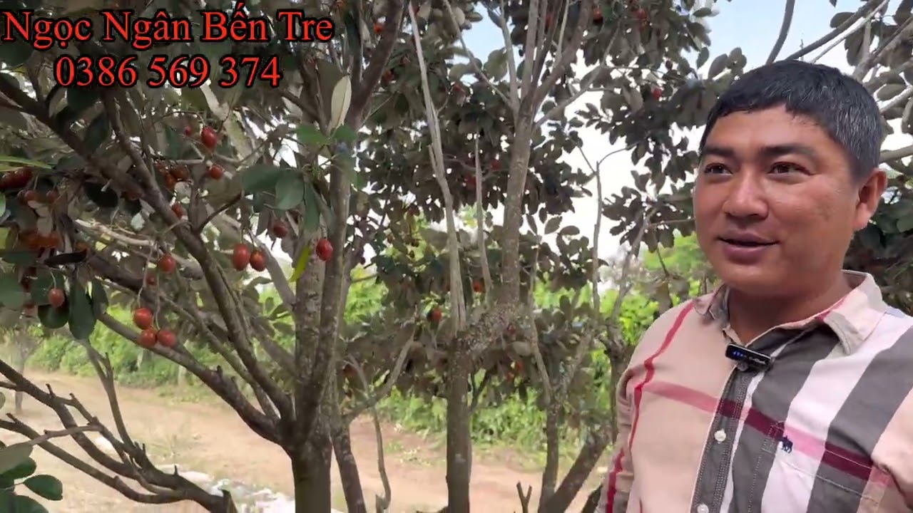 Giới thiệu cây giống Vườn Diết Sapo độc lạ | 0386569374 - Ngọc Ngân Bến Tre | Chuyên cây độc lạ