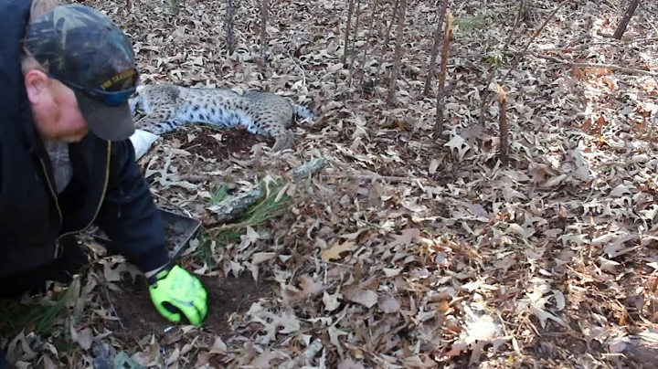 How to make a brush pile set for bobcats and grey fox-CATCH AND REMAKE