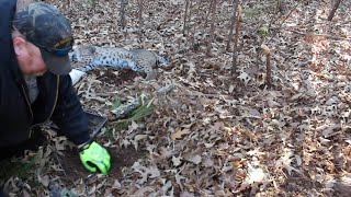 How to make a brush pile set for bobcats and grey fox-CATCH AND REMAKE