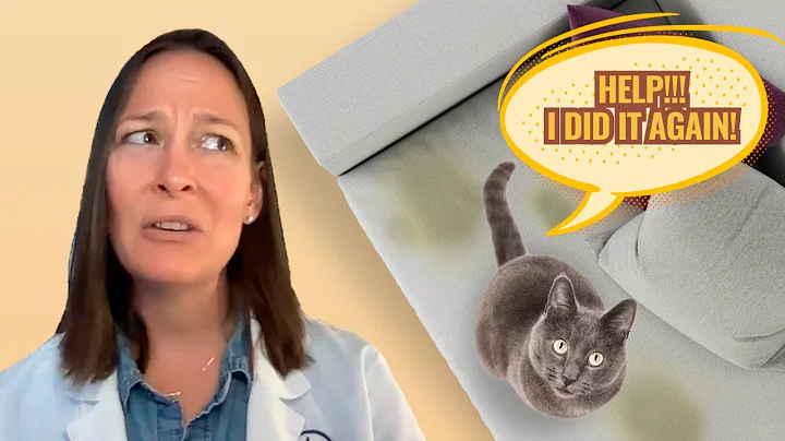 Cat Peeing Outside of the Litter Box? A Vet Explains Why - DayDayNews