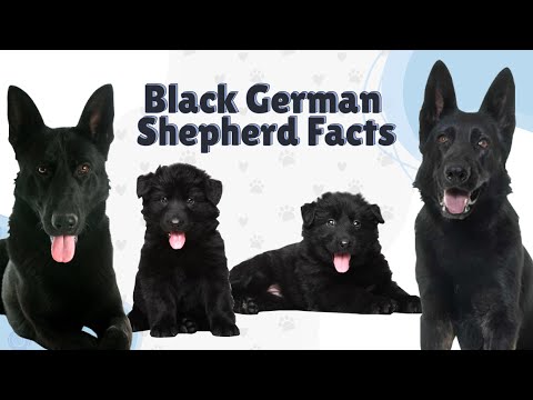 Videó: 24 golyóálló tények a fekete pásztorról