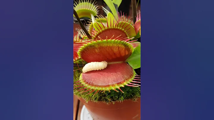 Venus Flytrap eats juicy worm - DayDayNews