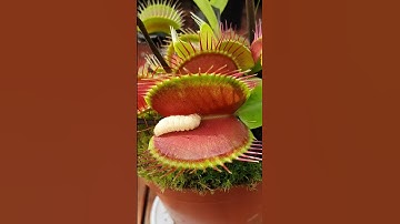 Venus Flytrap eats juicy worm