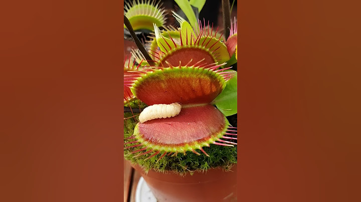 Venus Flytrap eats juicy worm