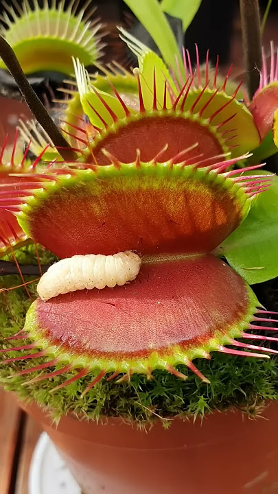 Venus Flytrap eats juicy worm