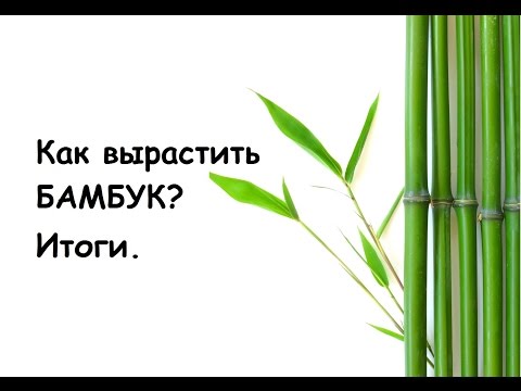 Как вырастить бамбук? Итоги.