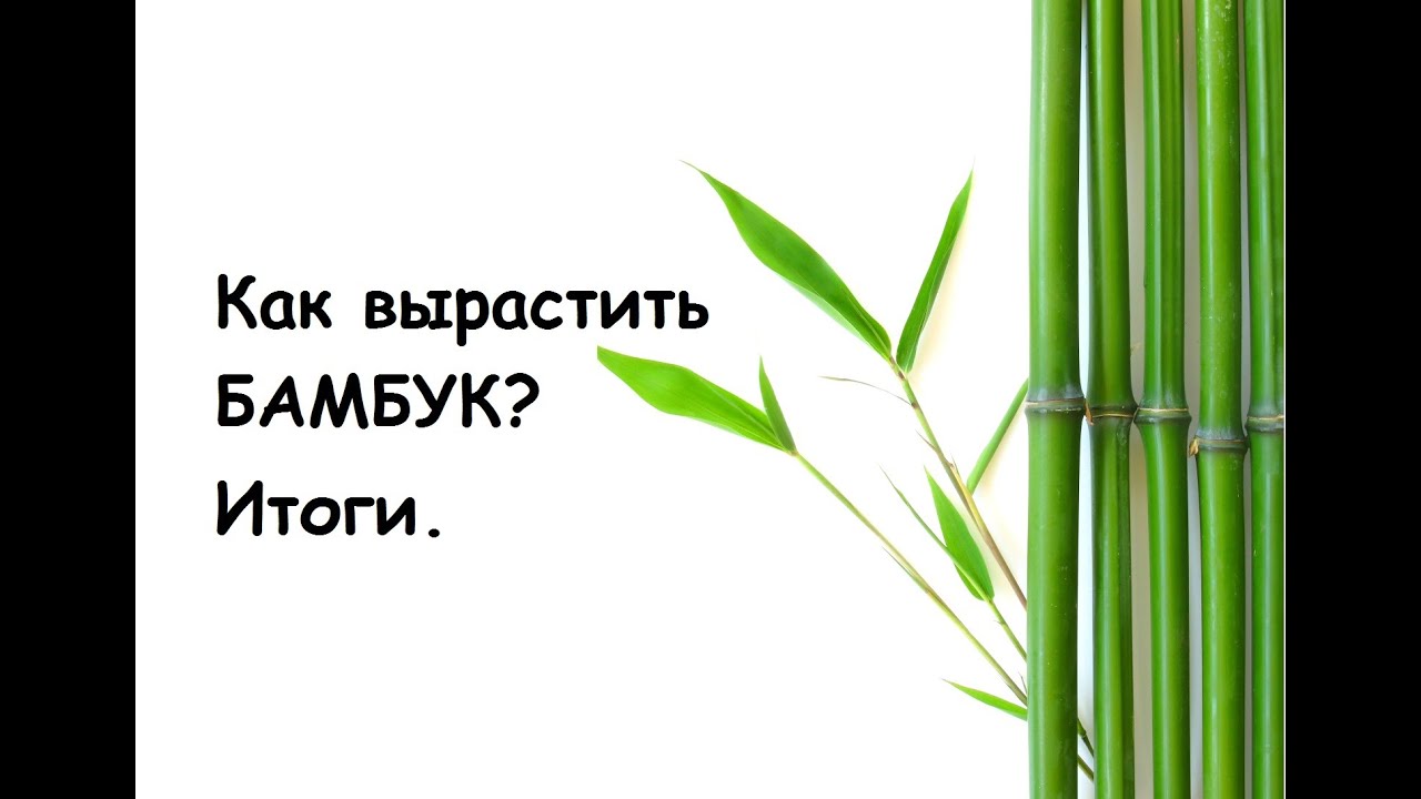 Бамбук на карте. Растем как бамбук бригада. Побеги бамбука Геншин карта. Бамбук майнкрафт. Рост бамбука за сутки