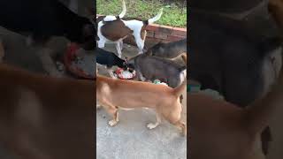 My pets having lunch happily 😂😂😂 by Rattana & Sumvang 71 views 2 years ago 2 minutes, 6 seconds