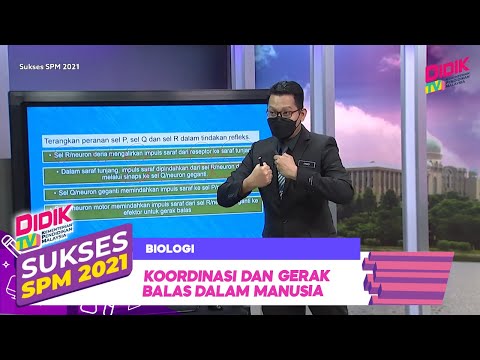 Video: Di manakah neuron geganti ditemui dalam arka refleks?