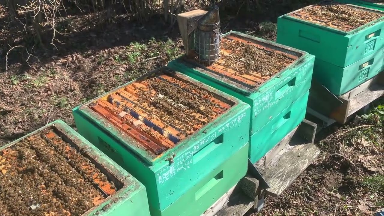 24/25 Otevření Izolátorů Chmary na Drahansku a zhodnocení přikrmení BeeStrongem 6.3.2025