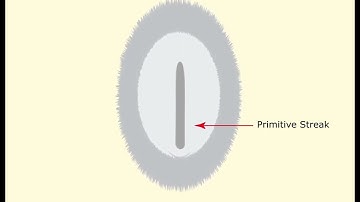 Chick Gastrulation and Neurulation