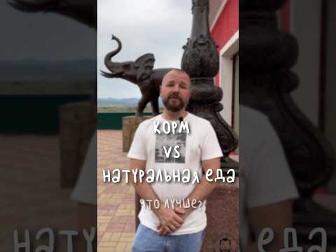 Чем кормить питомца? #советыветеринара #ветеринарныйврач #лечениеживотных #veterinary #veterinaria