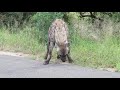 Hyena call