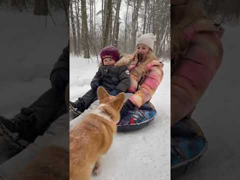 Video: Cachorros de invierno
