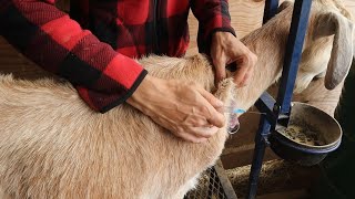 How to Give a Goat a Sub Q Injection