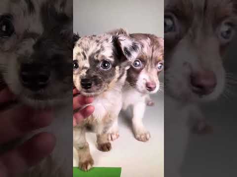 Video: Adorable Bāreņi Puma Kaķēni Visbeidzot Atrast Mājai