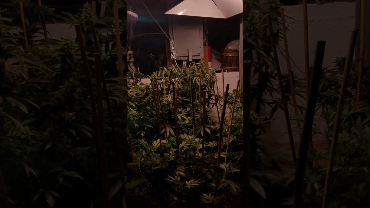 With out method7 and with METHOD 7 glasses