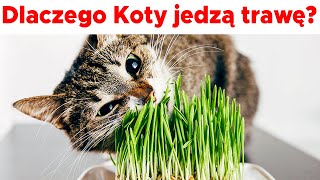 Czemu koty jedzą trawę? Jaka trawa dla kota?
