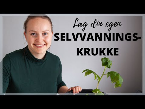 Video: Automatisk potteplantevanning – lage et innendørs vanningssystem