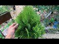 A Highly Valued Long Lived Ornamental Tree Used In The Production Of Timber And Incense Thuja P 