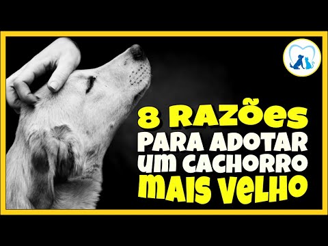 Vídeo: 5 razões para adotar um cachorro mais velho