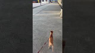 Mini Pinshcer Dog Running Looking at Me !! #shorts #shortvideo #dog #minipinscher