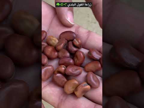 فيديو: أصناف الفول السوداني الإسبانية - كيفية زراعة الفول السوداني الإسباني في الحديقة