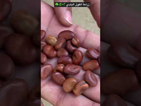 أسهل وأسرع طريقة لزراعة الفول البلدي