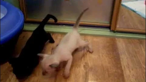 Video 808531: siamese oriental kittens, chocolate tabby