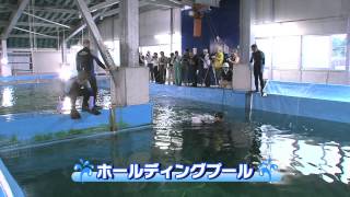 【海遊館】「どうやってきたの？ジンベエザメのお引越し」（高知県～大阪・海遊館）