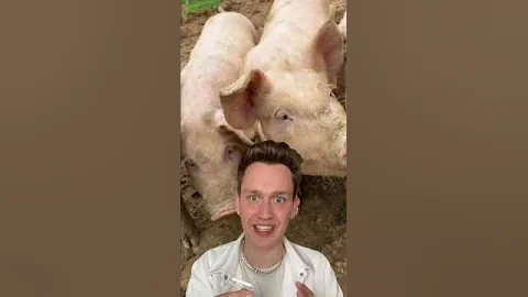 Свиньи набросились на человека, это такой ужас😰😱❌