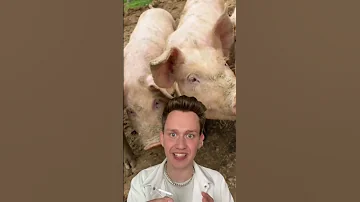 Свиньи набросились на человека, это такой ужас😰😱❌