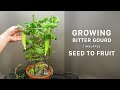 Growing Bitter Gourd Time Lapse - Seed to Fruit in 43 Days