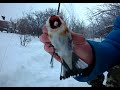 Ловля птиц! Ловля щеглов в непогоду! Поймал трофей! 16.01.2021г.Catching goldfinches.