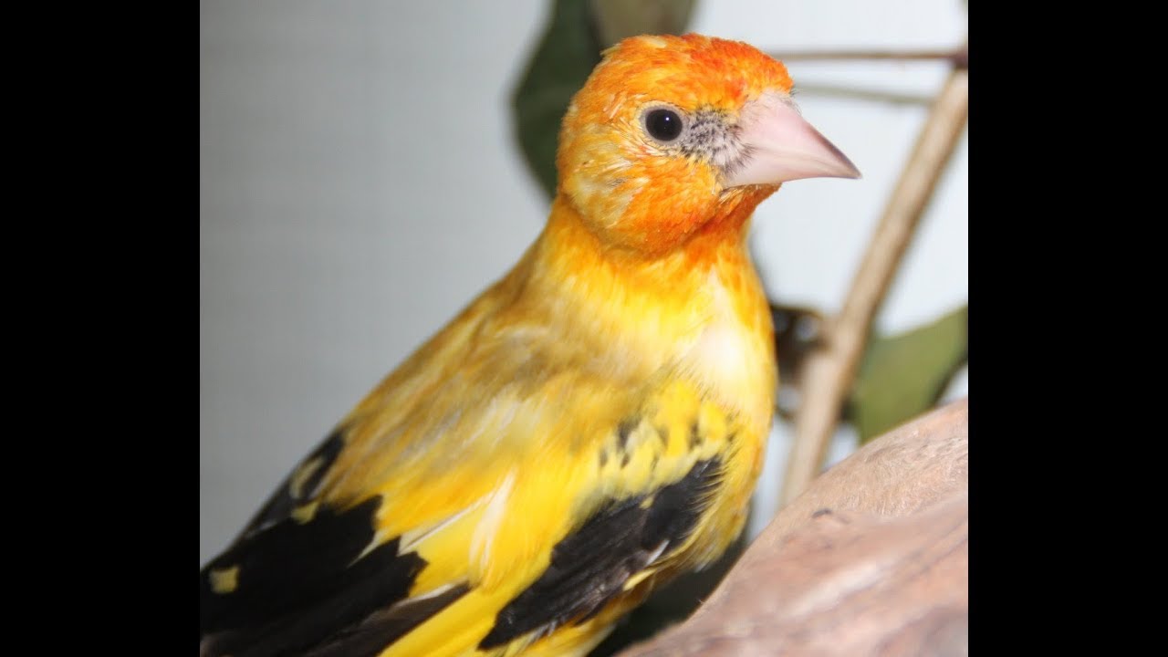 chant mulet chardonneret mp3