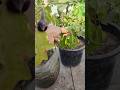 “Gardening gives peace… and also lots of spicy happiness 🌶️🌿”