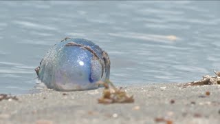 Man-O-War invasion What Are Man O Wars Venomous Sea Creatures Invade Florida Beaches Usa Today