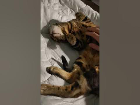 Сладкий сон 🐈 - YouTube