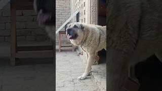 Ultimate Kangal Power_ Kangal Shaperd