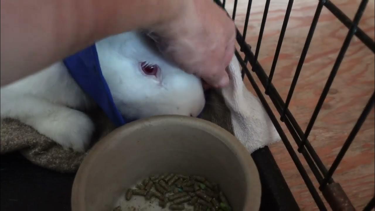 rabbit-stops-eating-crisis-situation-hubert-s-reaction-to-anesthesia