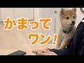 【生後82日】ゲームに夢中な飼い主ととにかくかまって欲しい犬。【豆柴】
