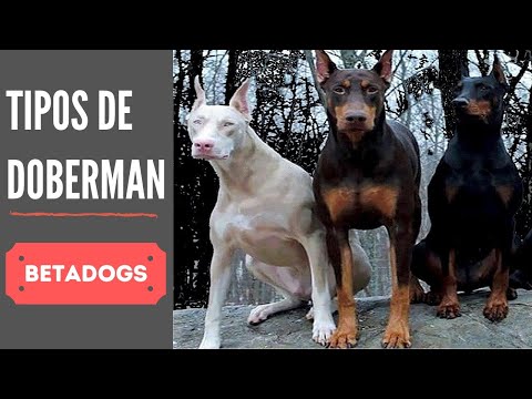 Types of Doberman You Won&rsquo;t Believe Exist - TYPES OF DOBERMAN