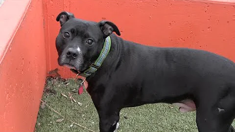 Rescue Me with Jill Devine : Meet Boone